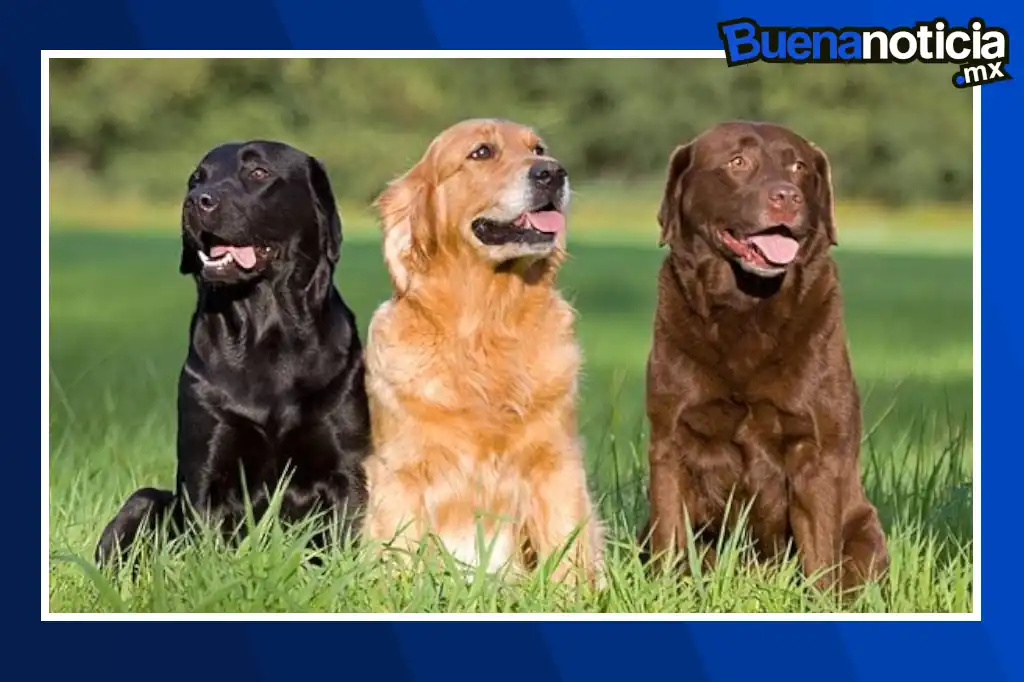 Investigadores británicos han demostrado que los perros pueden detectar el Parkinson años antes de que aparezcan los síntomas visibles, gracias a un cambio imperceptible en el olor corporal.