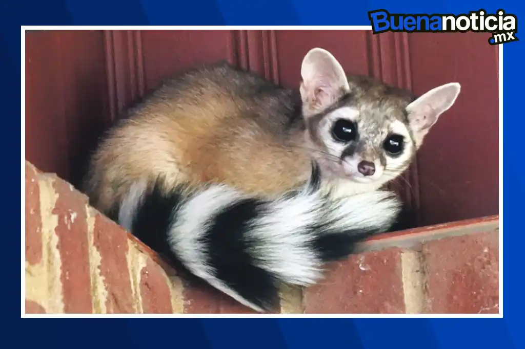 La Universidad Autónoma del Estado de México (UAEMex) confirmó, mediante cámaras trampa, el nacimiento de crías de cacomixtle dentro de su Ciudad Universitaria.