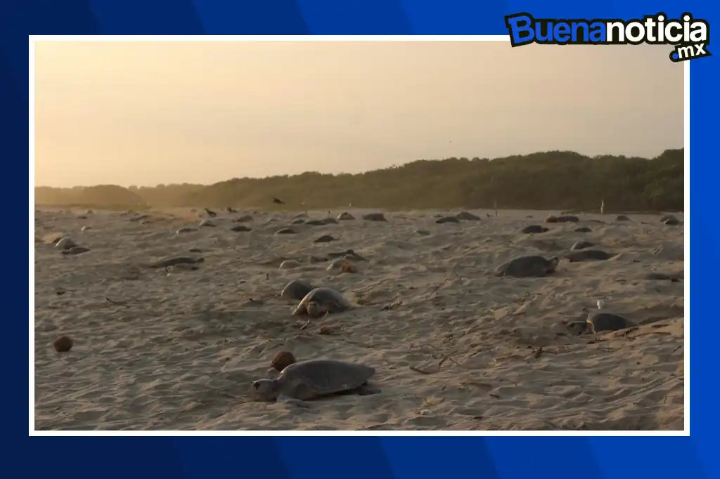 Un total de 213 crías de tortuga golfina, especie en peligro de extinción, fueron liberadas recientemente en la playa Majahua, en Zihuatanejo de Azueta, Guerrero.