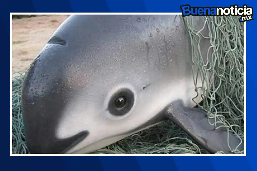 La vaquita marina, el mamífero marino más amenazado del planeta, volvió a dar señales de esperanza.