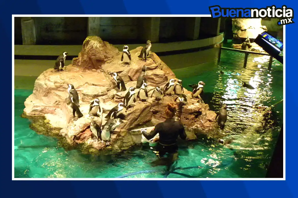 El Acuario de Nueva Inglaterra, en Boston, ha inaugurado un asilo para pingüinos, un espacio especialmente diseñado para garantizar la comodidad y seguridad de sus ejemplares más viejos.