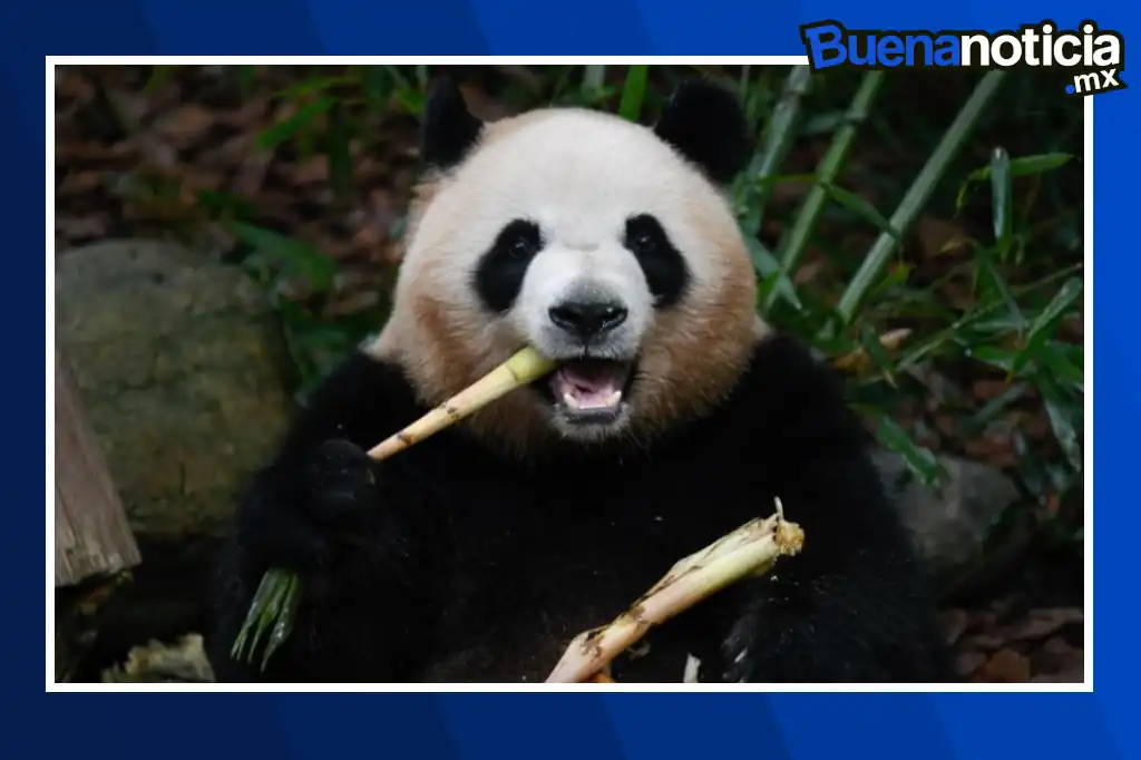 La población de pandas gigantes en cautiverio en China casi se ha duplicado en los últimos diez años, alcanzando un total de 808 ejemplares.