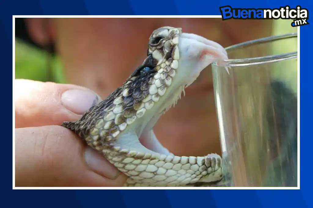 Un equipo del Instituto de Biotecnología (IBt) de la UNAM ha contribuido a un avance histórico en la medicina y la biotecnología: el desarrollo de un antiveneno recombinante basado en anticuerpos que protege contra las serpientes más letales de África, incluidas cobras, mambas y rinkhals.