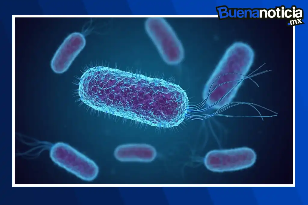 E. coli, la bacteria más temida que se convirtió en heroína de la ciencia.