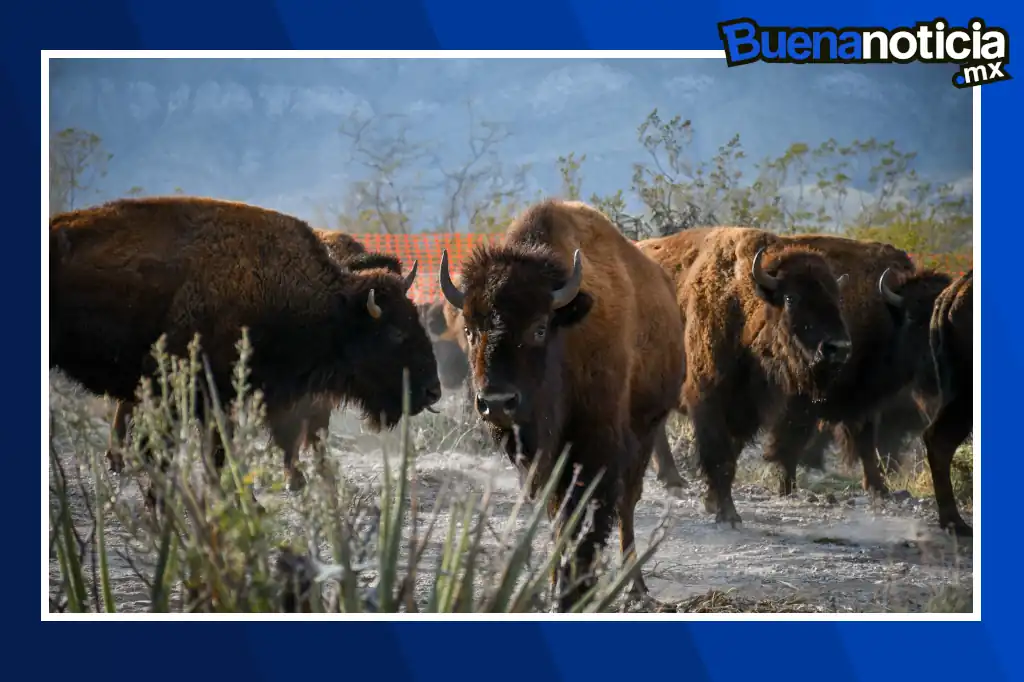 Después de más de un siglo de ausencia, el bisonte americano ( Bison bison ) volvió a pisar el desierto de Coahuila.