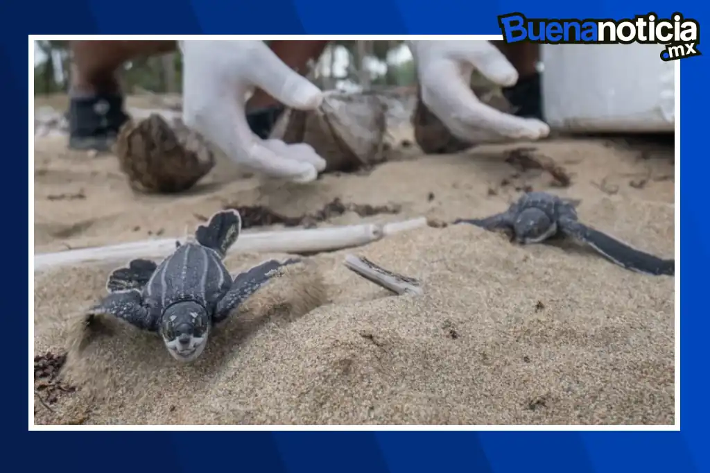 México vive una temporada histórica en la conservación de tortugas marinas.