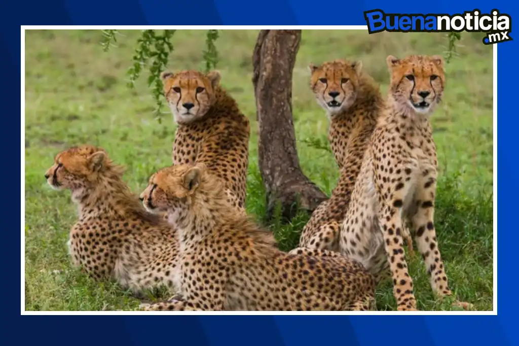 Los guepardos, el animal terrestre más rápido del mundo, tiene una aliada silenciosa que podría asegurar su futuro: un banco de semen en Namibia.