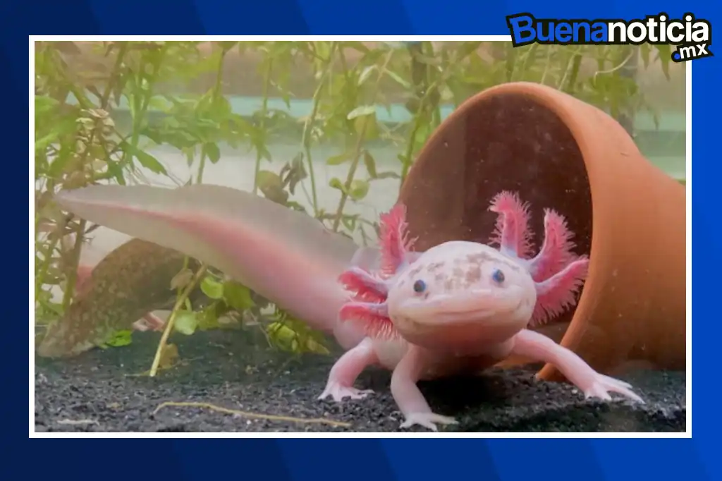Científicos de la UNAM localizan hasta 50 ejemplares de ajolote del Altiplano tras 15 años sin registros.