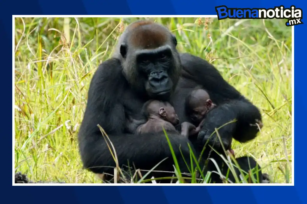 Nacen gemelos de gorila de montaña en el Parque Nacional de Virunga