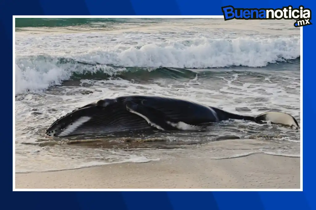 Rescatan a ballenato varado en Oaxaca y lo devuelven con éxito al mar