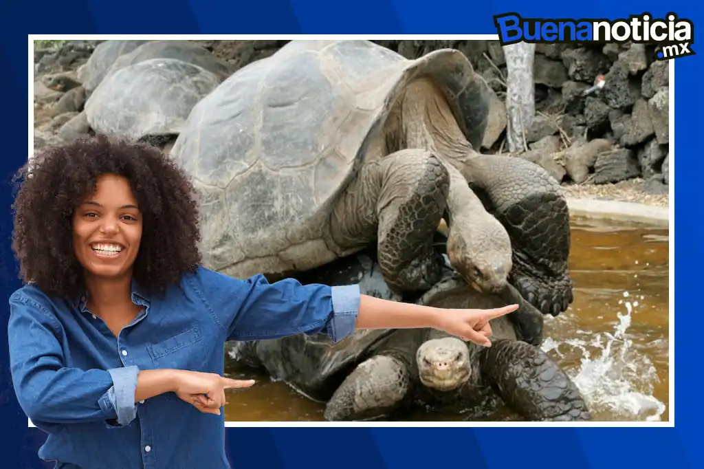 Buena noticia: Tortugas gigantes vuelven a la isla Galápagos tras 150 años de ausencia