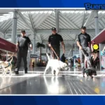 Buena noticia: El AIFA estrena programa pionero de apoyo emocional con perros