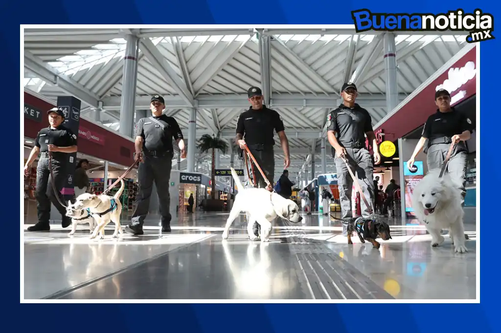 Buena noticia: El AIFA estrena programa pionero de apoyo emocional con perros