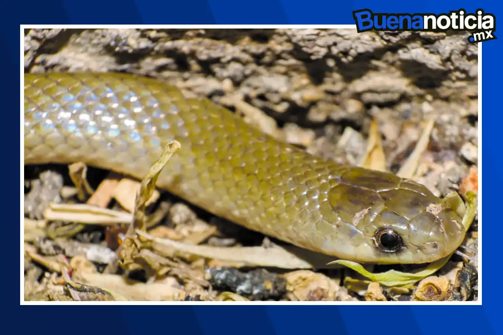 Investigadores descubren a Yakacoatl tlalli, una nueva especie de serpiente en México