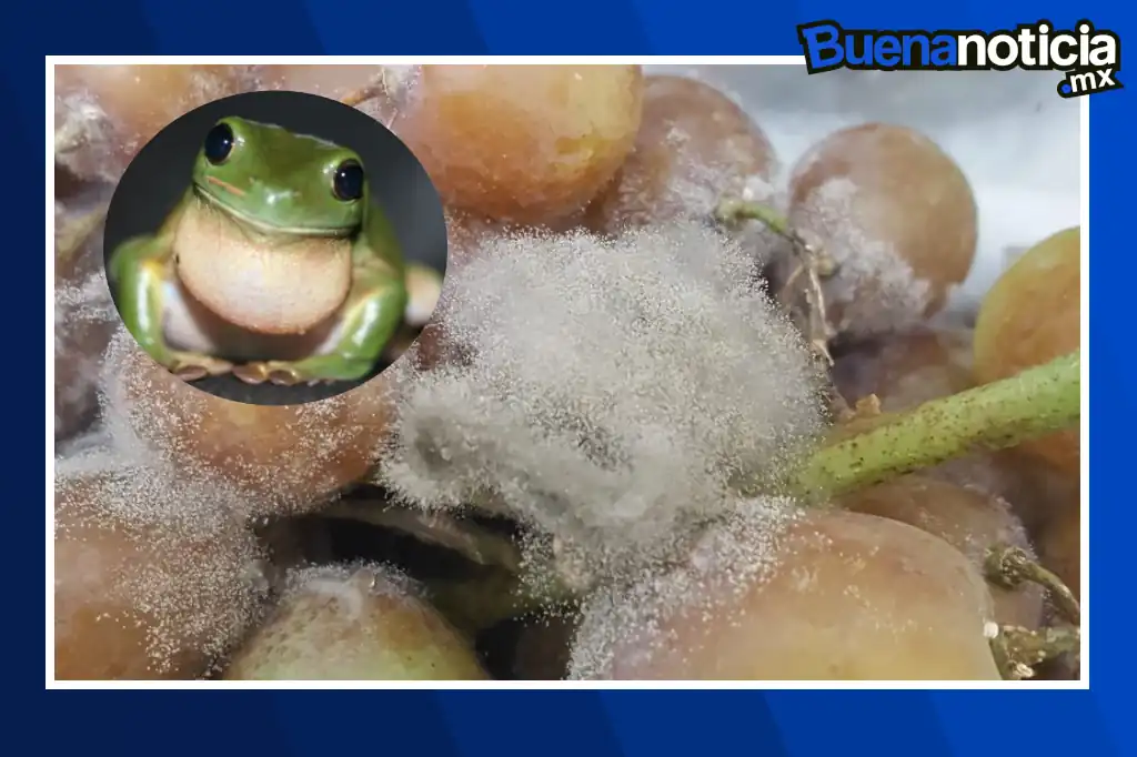 Buena noticia: Científicos de la UNAM usan bacterias de ranas para combatir a Botrytis cinerea, un hongo que amenaza cultivos