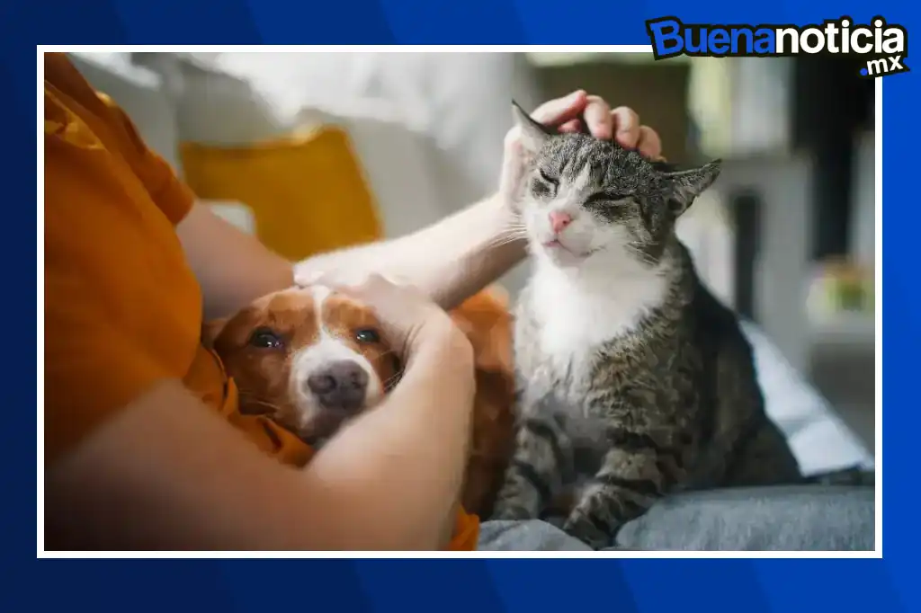 Italia se convirtió en el primer país del mundo en implementar una licencia laboral destinada específicamente al cuidado de mascotas enfermas