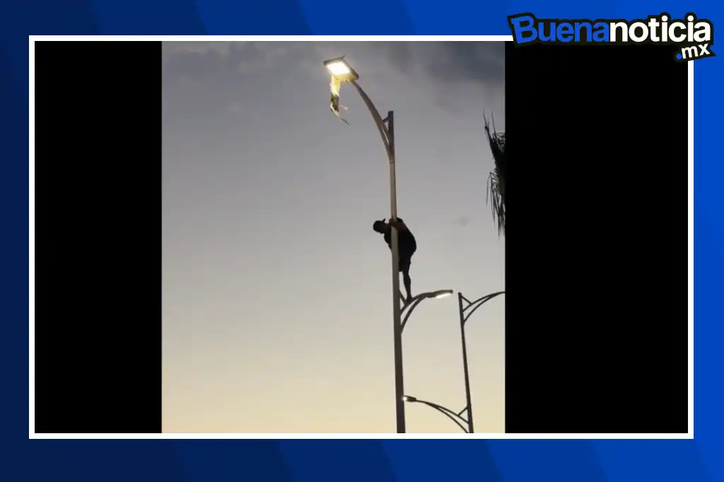 Buena noticia: Joven escala poste de luz y rescata a una gaviota atrapada