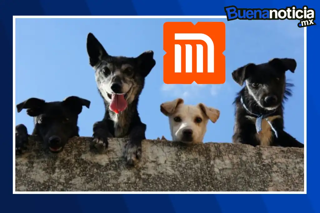 Buena noticia: Metro de la CDMX impulsa adopción donde los perros eligen a sus nuevos dueños en PETFEST 2026