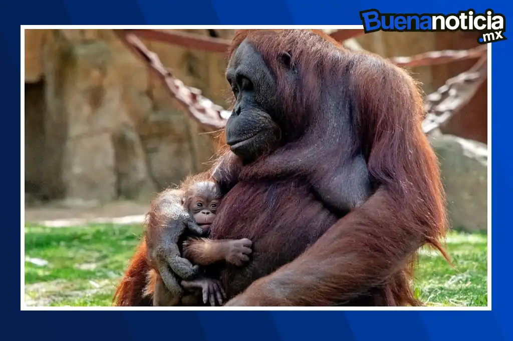 Buena noticia: Nace en Madrid una cría de orangután de Borneo, especie en peligro crítico