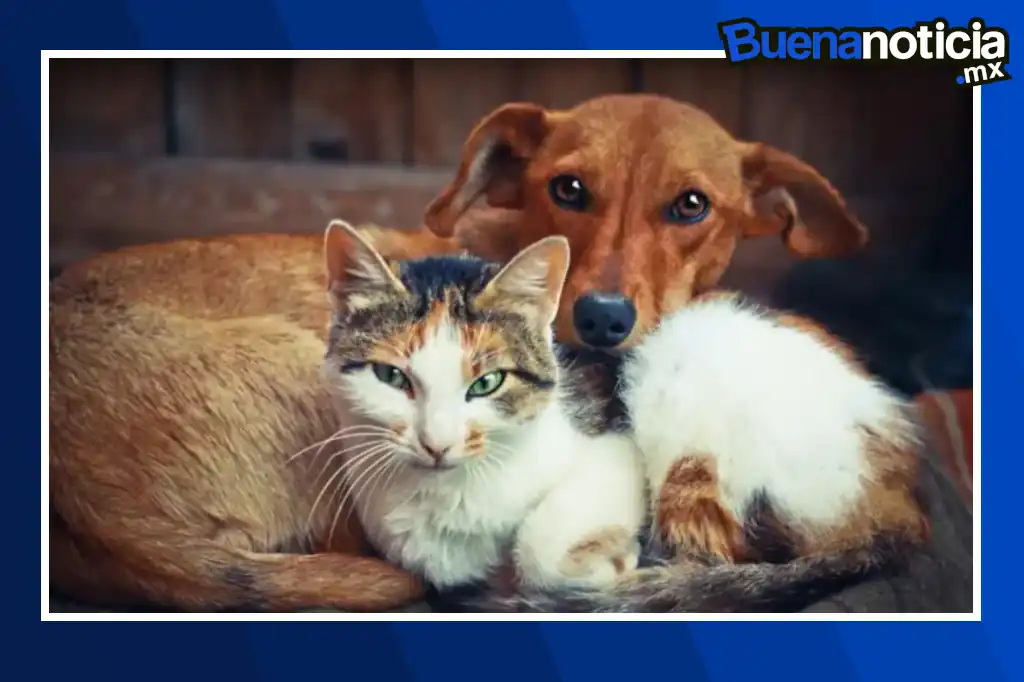 Buena noticia: El partido de México vs Serbia promueve adopción de perros y gatos rescatados