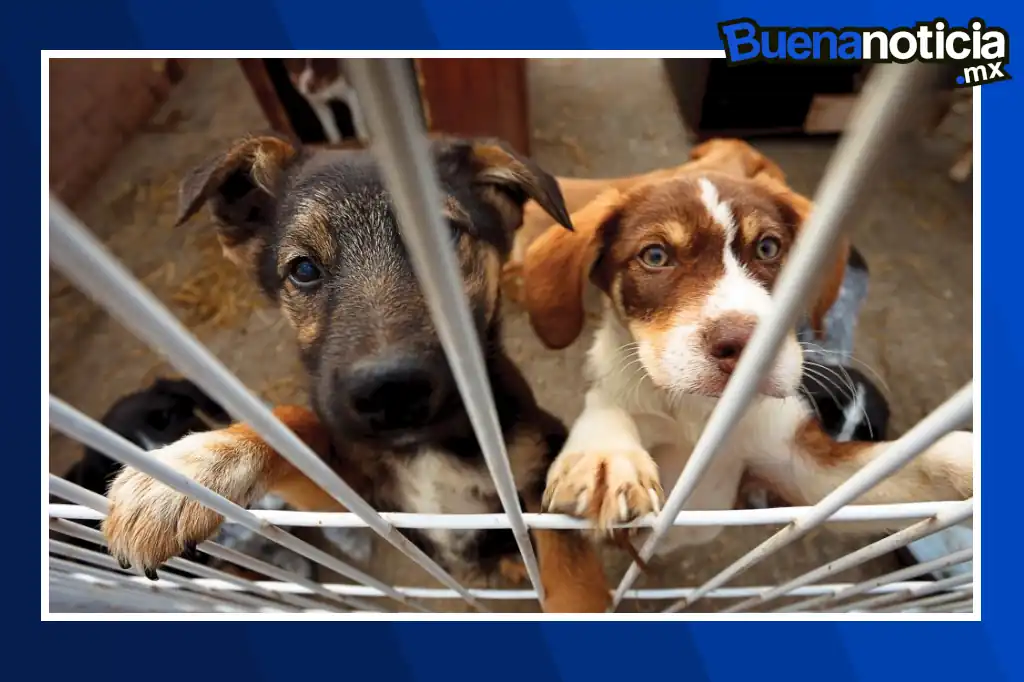 Buena noticia: Adoptatón 2026 llegará al Monumento a la Revolución con jornada de adopción