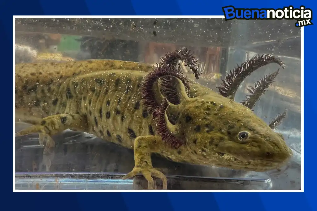 Buena noticia: Detectan cinco ejemplares de ajolote del Altiplano en área natural protegida de Tláhuac-Xico