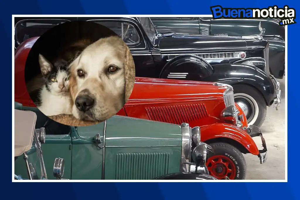 Buena noticia: Exhibición de autos clásicos en Temoaya reunirá solidaridad y apoyo a animales rescatados