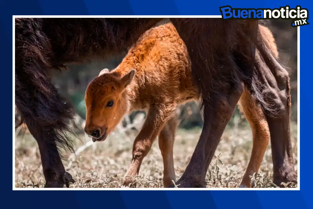 Buena noticia: Nace en Sonora la primera cría de bisonte americano en más de dos siglos