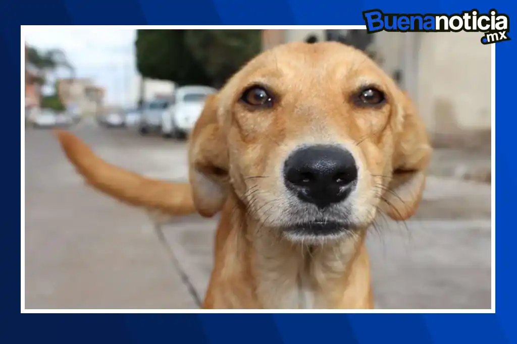 Buena noticia: CDMX celebrará la primera reunión de perritos caramelo con concursos, bazar y adopciones