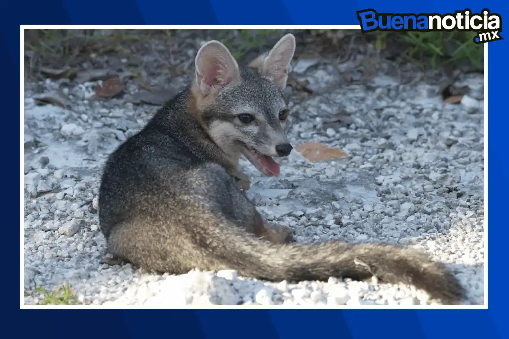 Buena noticia: Confirman el primer avistamiento del zorro enano de Cozumel en dos décadas