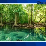 Buena noticia: Crean red de Carbono Azul para proteger manglares en Yucatán
