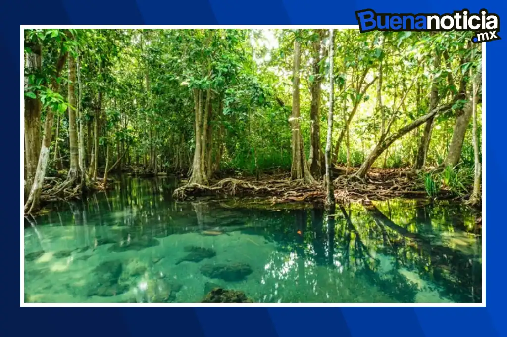 Buena noticia: Crean red de Carbono Azul para proteger manglares en Yucatán