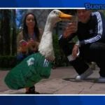 Buena noticia: Merlín, el pato mexicano que se ha convertido en una de las mascotas más populares del Mundial