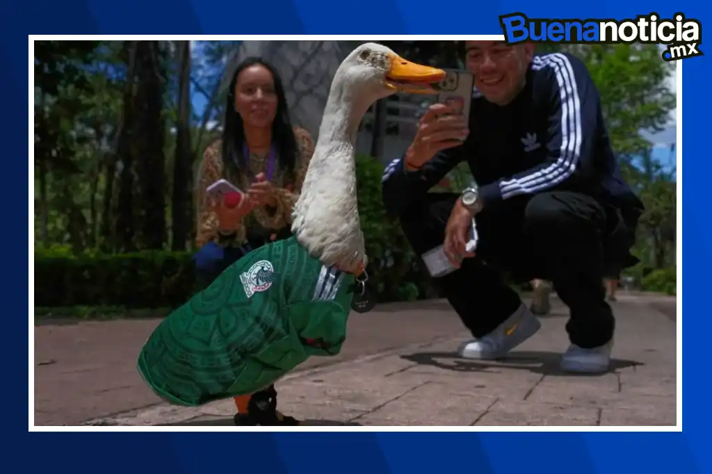 Buena noticia: Merlín, el pato mexicano que se ha convertido en una de las mascotas más populares del Mundial