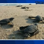 Buena noticia: Nacen más de 6.7 millones de tortugas marinas en costas de Michoacán