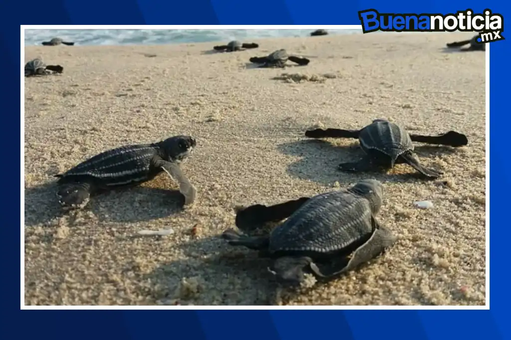 Buena noticia: Nacen más de 6.7 millones de tortugas marinas en costas de Michoacán