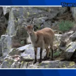 Buena noticia: Científicos españoles logran nacimientos de cabras monteses mediante fecundación in vitro