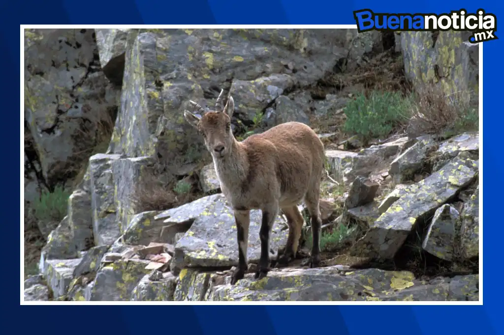 Buena noticia: Científicos españoles logran nacimientos de cabras monteses mediante fecundación in vitro