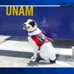 Buena noticia: Epi, la perrita que transforma la atención a víctimas de violencia en la UNAM