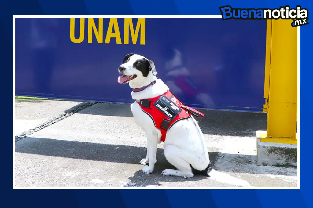 Buena noticia: Epi, la perrita que transforma la atención a víctimas de violencia en la UNAM