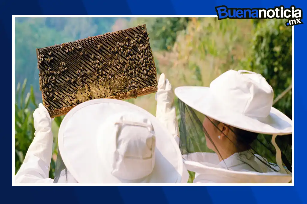 Buena noticia: Mujeres impulsan la conservación de las abejas nativas y la biodiversidad en la Amazonía peruana