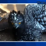 Buena noticia: Registran por primera vez al águila tirana en la Sierra Gorda de Querétaro