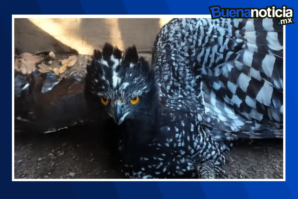 Buena noticia: Registran por primera vez al águila tirana en la Sierra Gorda de Querétaro