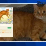 Buena noticia: CatchCat, la app que conquista las redes con su propuesta para atrapar gatos reales