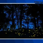 Buena noticia: Descubren nueva especie de luciérnaga en los bosques de Amecameca