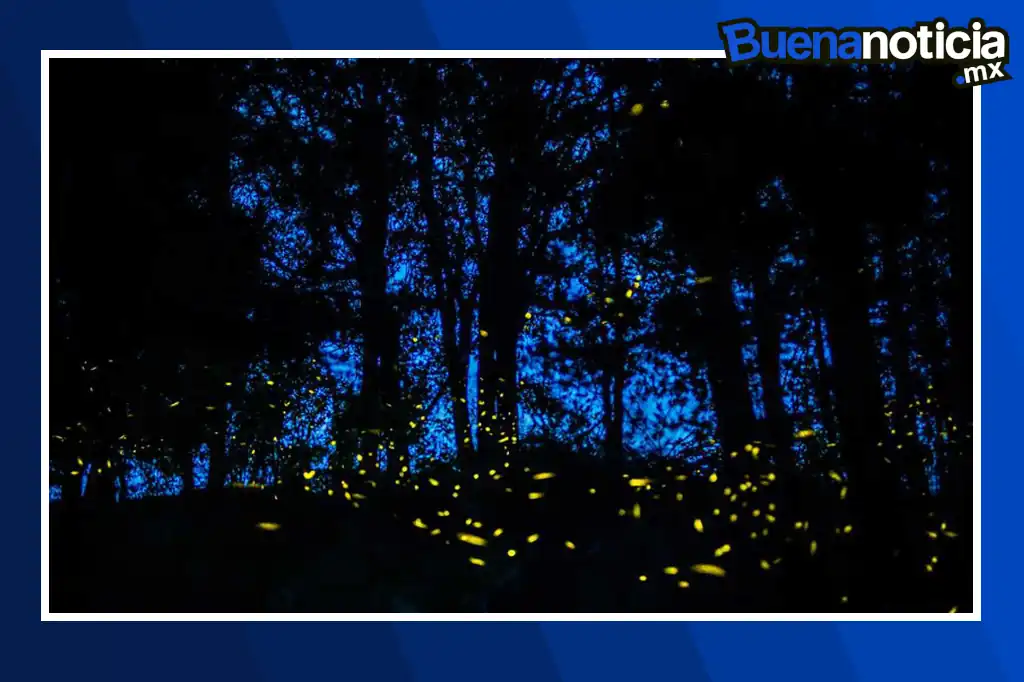 Buena noticia: Descubren nueva especie de luciérnaga en los bosques de Amecameca
