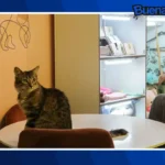 Buena noticia: La Ciudad de México tendrá un Museo del Gato con experiencias para toda la familia