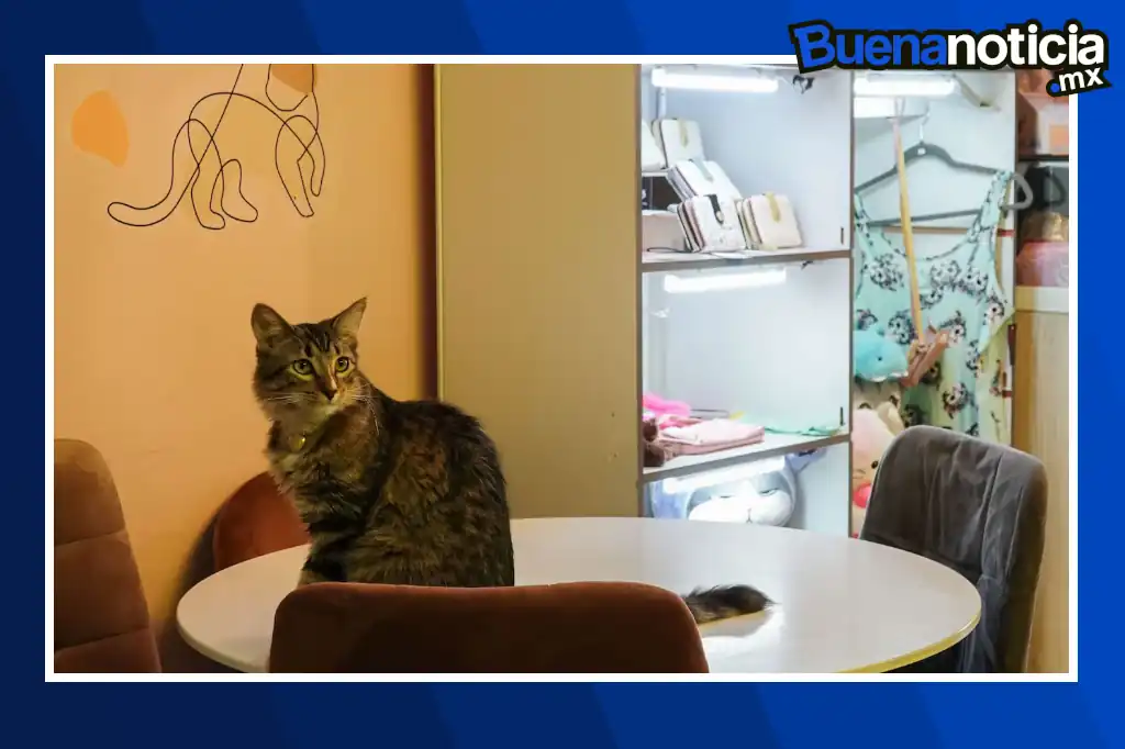 Buena noticia: La Ciudad de México tendrá un Museo del Gato con experiencias para toda la familia