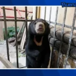 Buena noticia: Seis osos rescatados de granjas de bilis estrenan vida en Dinamarca