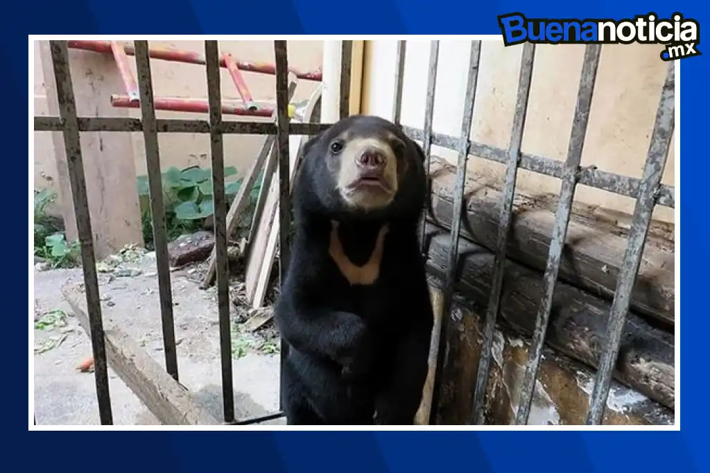 Buena noticia: Seis osos rescatados de granjas de bilis estrenan vida en Dinamarca